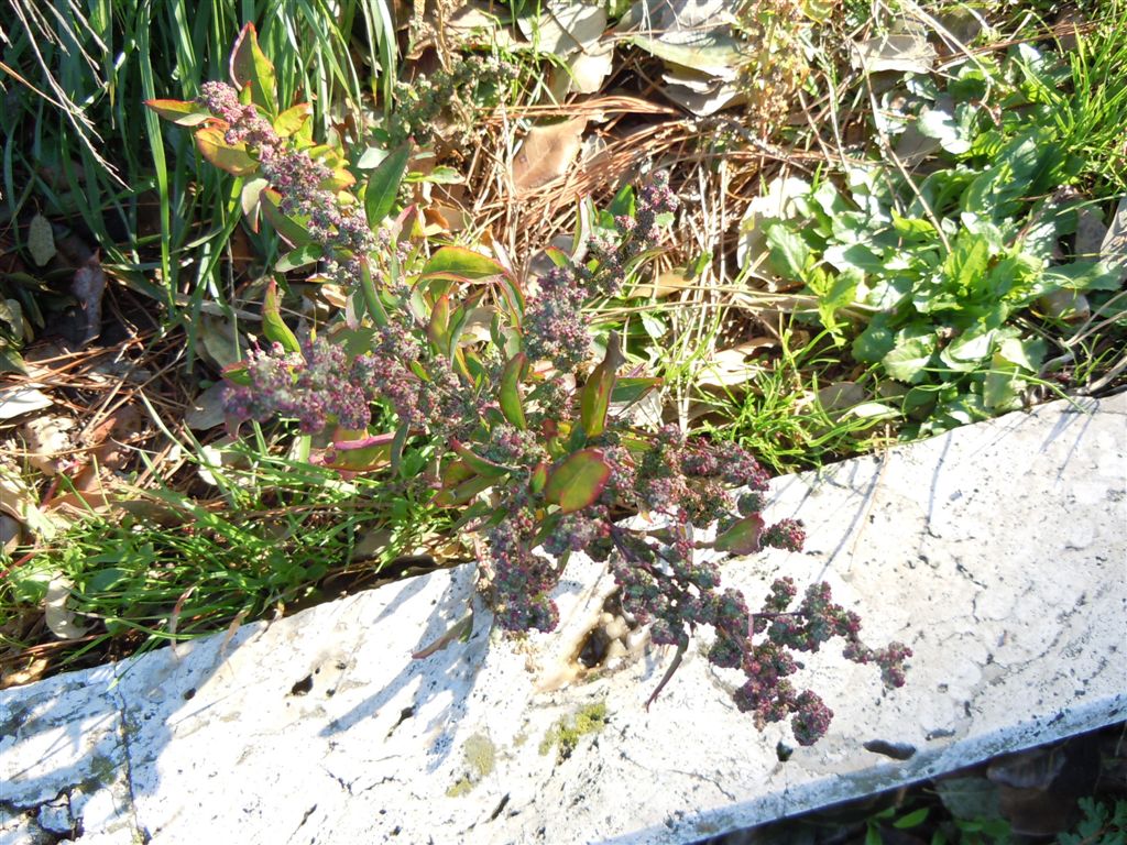 Chenopodium album?